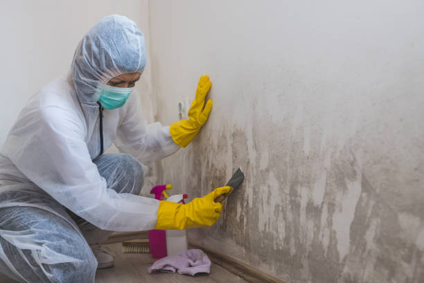 Best Basement Mold Remediation in Fair Plain, MI