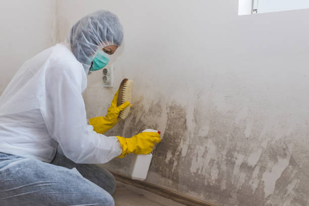 Best Industrial Mold Remediation in Fair Plain, MI