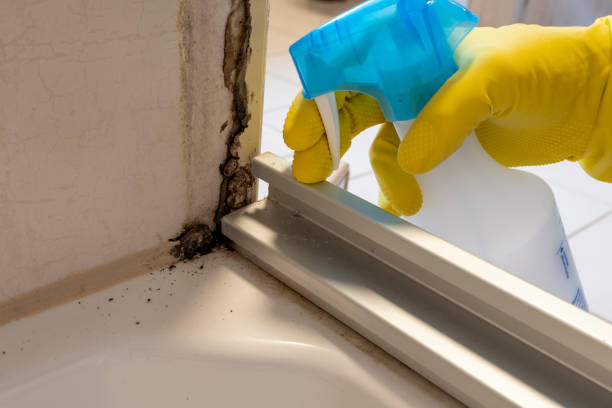 Best Post-Flood Mold Remediation in Fair Plain, MI
