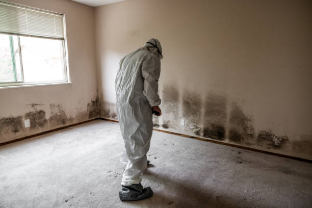 Best White Mold Remediation in Fair Plain, MI